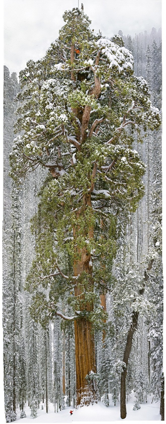 A Presidente - Sequoia Gigante