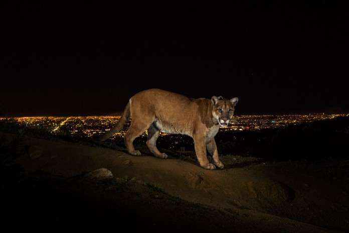 Puma no Parque Griffith, Los Angeles